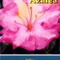 Constellation Azalea