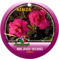 Mrs Jozef Heursel Azalea