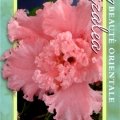 Pink Ruffles Azalea