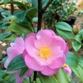 Nicky Crisp Camellia Japonica