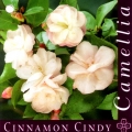 Cinnamon Cindy Camellia Japonica