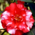Donckelaeri Camellia Japonica