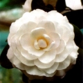 Erica McMinn Camellia Japonica