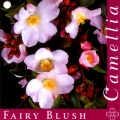 Fairy Blush Camellia Japonica