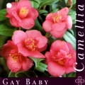 Gay Baby Camellia Japonica