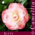 Kitty Camellia Japonica