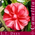 LT Dees Camellia Japonica
