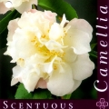 Scentuous Camellia Japonica