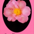 Paradise Diana Camellia Sasanqua