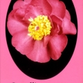 Paradise Donna Camellia Sasanqua