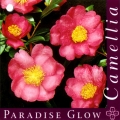 Paradise Glow Camellia Sasanqua