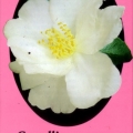Paradise Jane Camellia Sasanqua