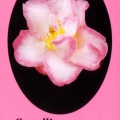 Paradise Jennifer Camellia Sasanqua