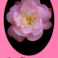 Paradise Sayaka Camellia Sasanqua