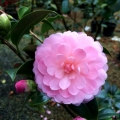Hari Withers Formal Pink Camellia