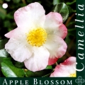 Apple Blossom Camellia