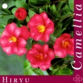 Hiryu Camellia