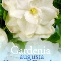 Gardenia Augusta Ocean Pearl