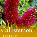 Callistemon Purple Splendour