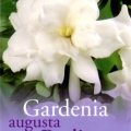 Gardenia Augusta Radicans