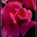 Jacaranda Rose