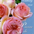 Pierre De Ronsard Rose