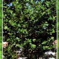 Planatus x Hispanica London Plane Tree