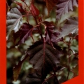 Betula Penci-2 Royal Frost Purple Leaf Birch Tree
