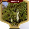 Corymbia Citriodora Scentuous Tree