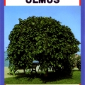Ulmus Glabra Pendula Tree