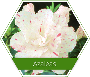 azaleas