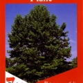 Planatus x Acerifolia Bloodgood Tree