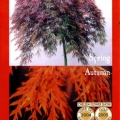 Dissectum Atropurpureum Ornatum Weeping Maple Tree