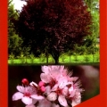 Prunus Cerasifera Nigra Ornamental Plum Tree