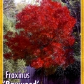 Fraxinus Raywood Claret Ash Tree