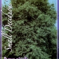 Pyrus Nivalis Snow Pear Tree